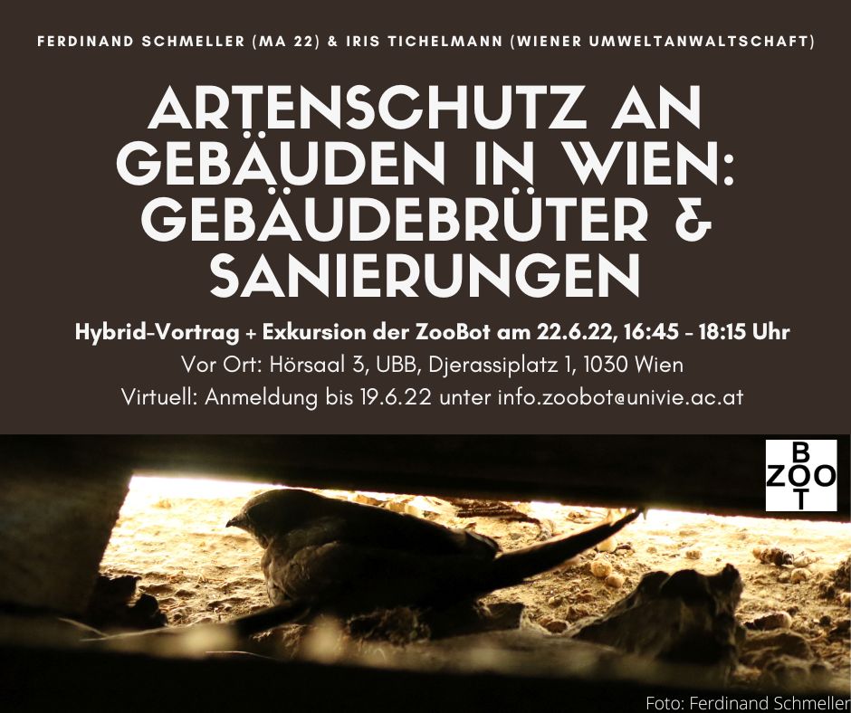 Hybrid-Vortrag: Artenschutz an Gebäuden – Mauersegler und andere bedrohte Tierarten in der Stadt