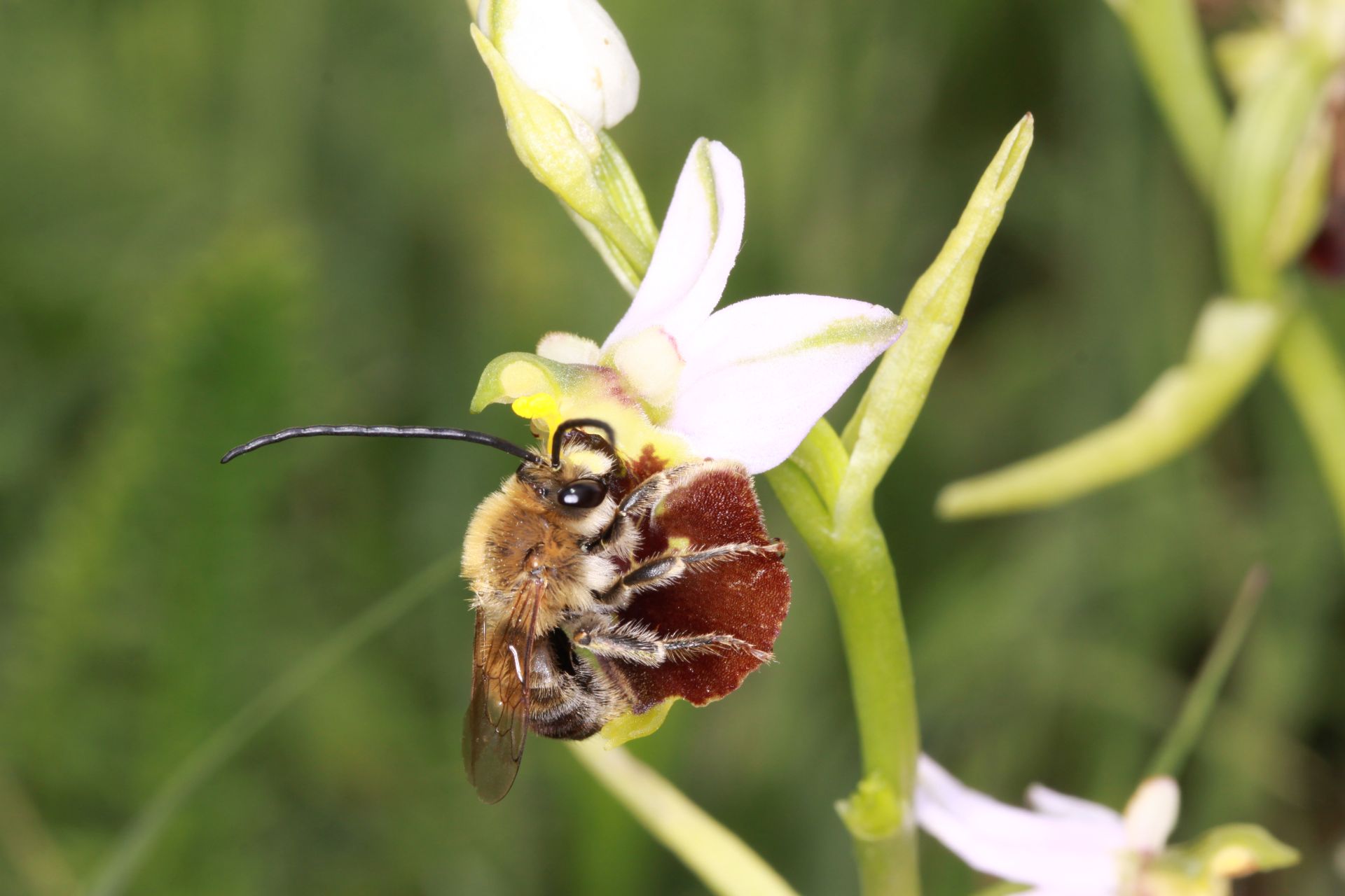 Zoom-Vortrag: Evolution, Leben und Diversität der Wildbienen