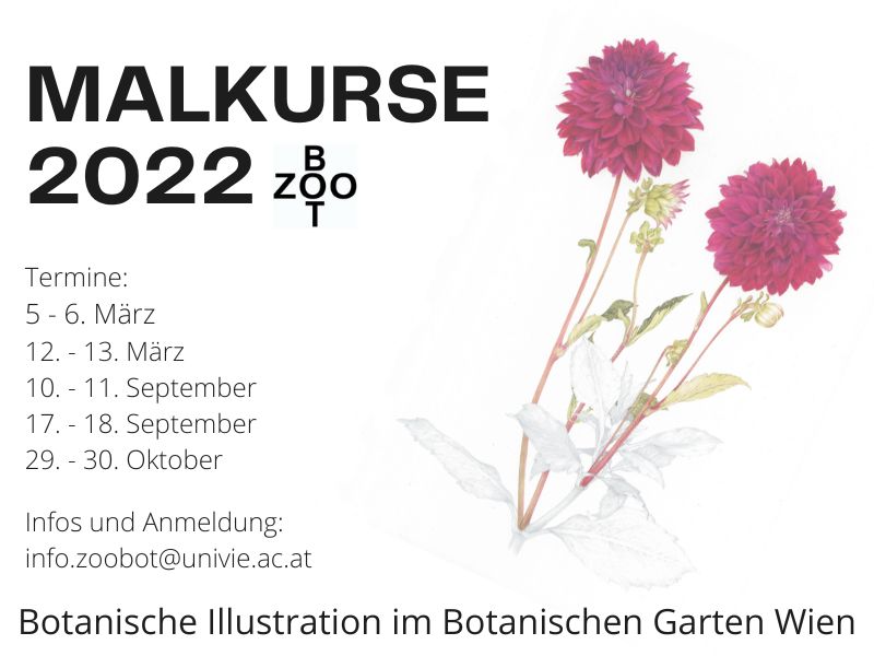Malkurs: Botanische Illustration im Botanischen Garten Wien (ausgebucht, Warteliste)