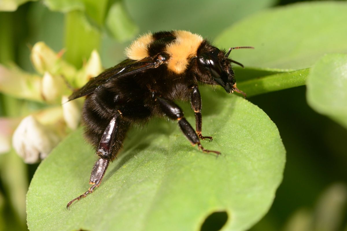 Hummel-Bestimmungskurs (mit ÖNB, NHM)