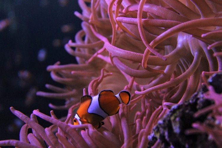 ZooBot-Tipp: Science Day im Haus des Meeres