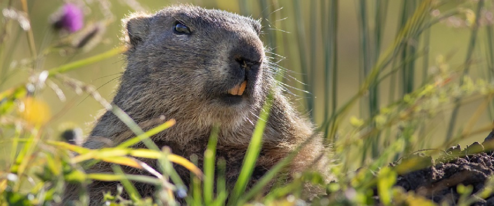 Hybrid-Vortrag: Welchen Teil der österreichischen Biodiversität decken die sechs Nationalparks ab?