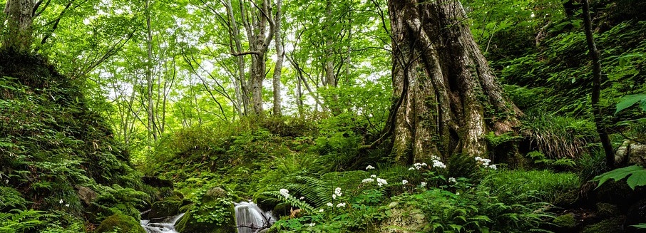 Hybrid-Vortrag: Wienerwald – ein UNESCO Biosphärenpark am Rande einer Millionenstadt – Ziele, Aufgaben & Arbeitsschwerpunkte