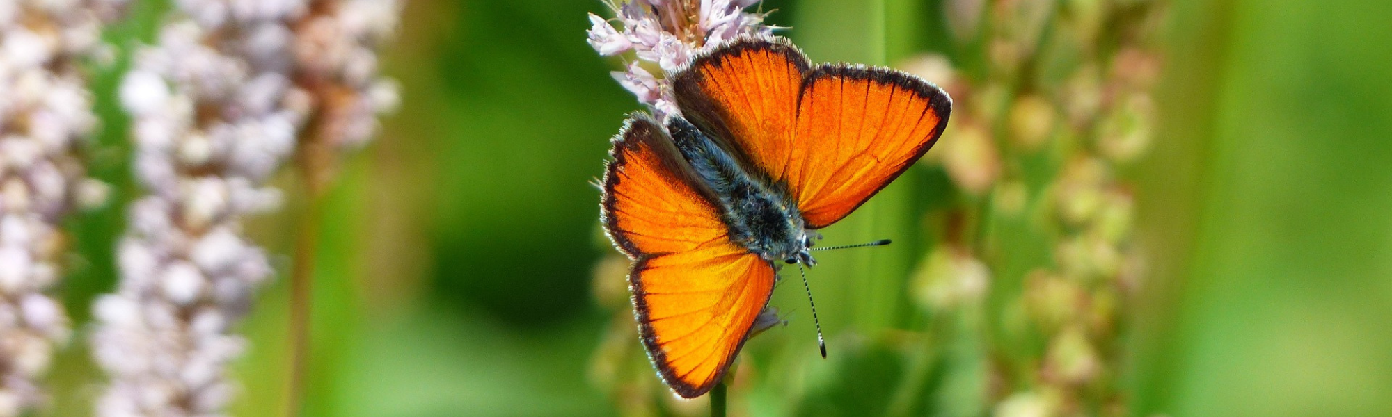 Von der Baustelle zum Trockenrasen: Exkursion & Pflegeeinsatz im Biosphärenpark Wienerwald