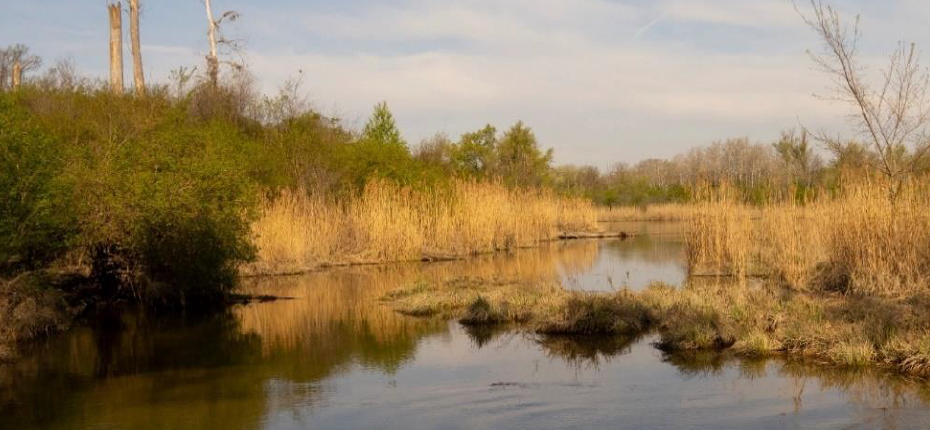 ZooBot-Tipp: „Lobau soll leben – ein Update“ Informationsabend (Veranstaltung des Naturschutzbundes Wien)