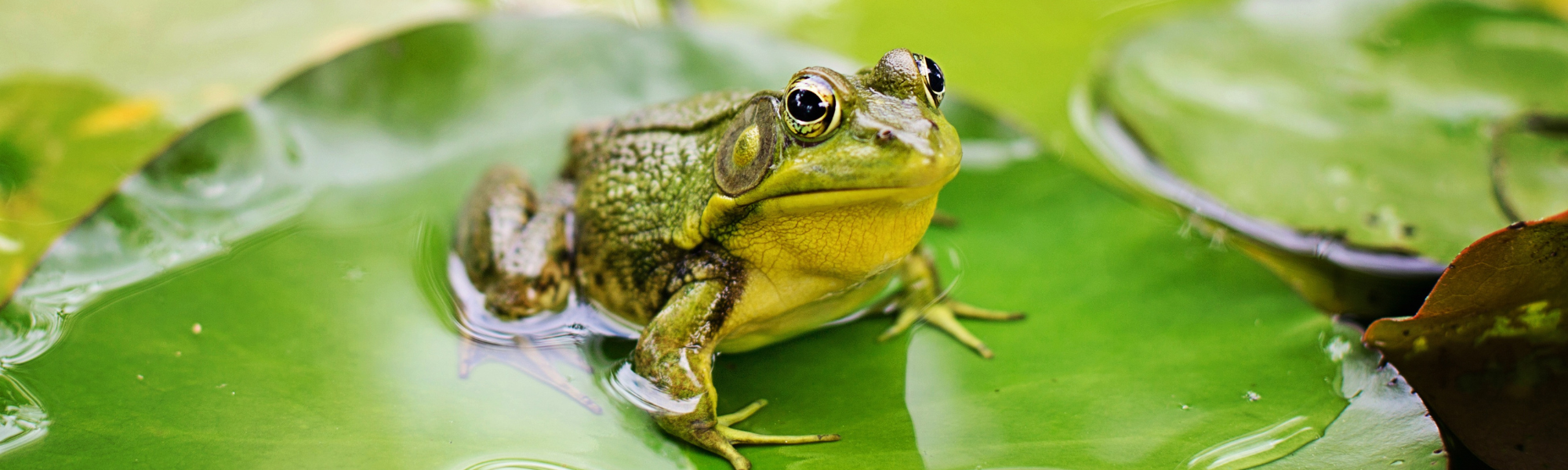 Hybridvortrag aus der Vortragsreihe “Berufe in organismischer Biologie”: Agnes Dellinger & Lukas Landler