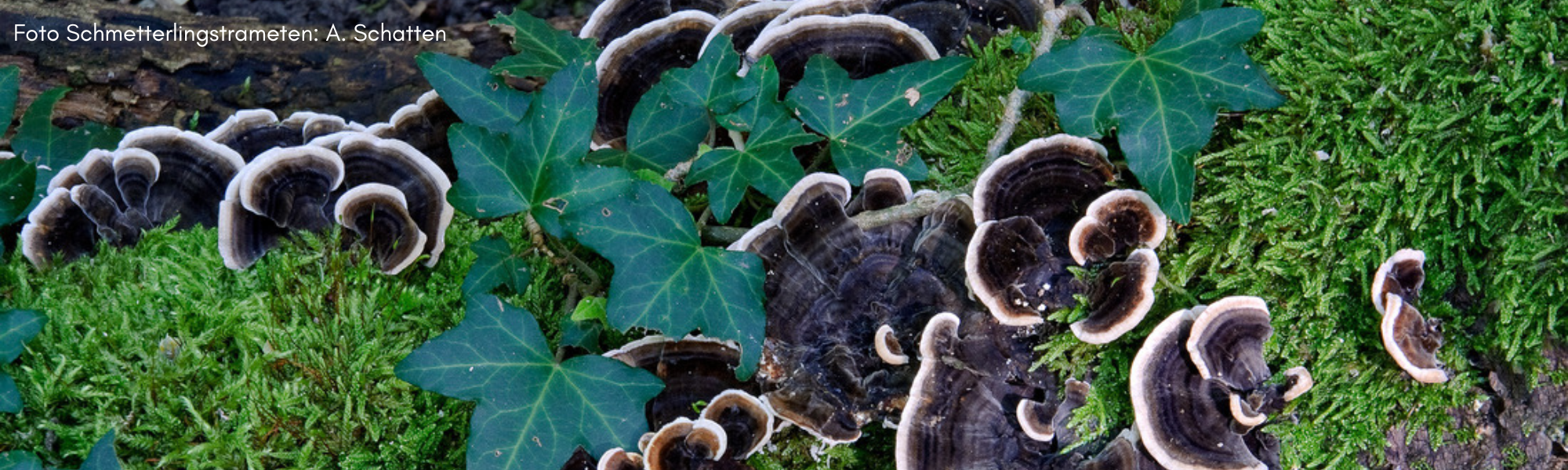 Alleskönner Pilze? – Heimische Heil- und Vitalpilze – Eine Pilzwanderung durch den frühlingshaften Prater