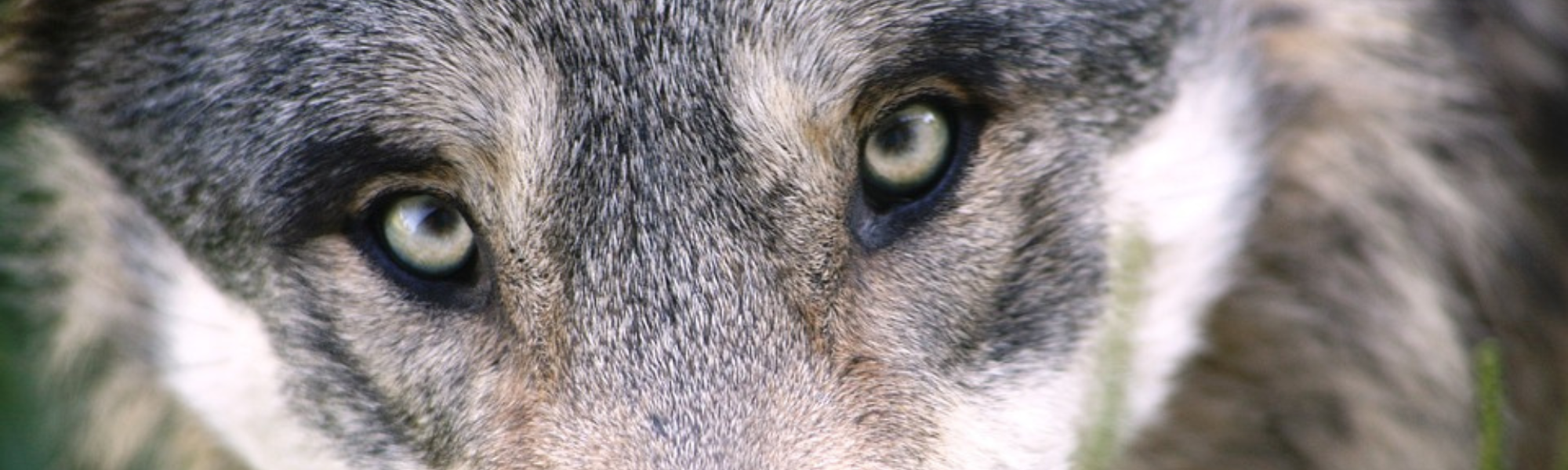 Hybrid-Vortrag: Artenschutz in Österreich am Beispiel Wolf: Ökologische Notwendigkeiten, Gesetzesrahmen und Realität