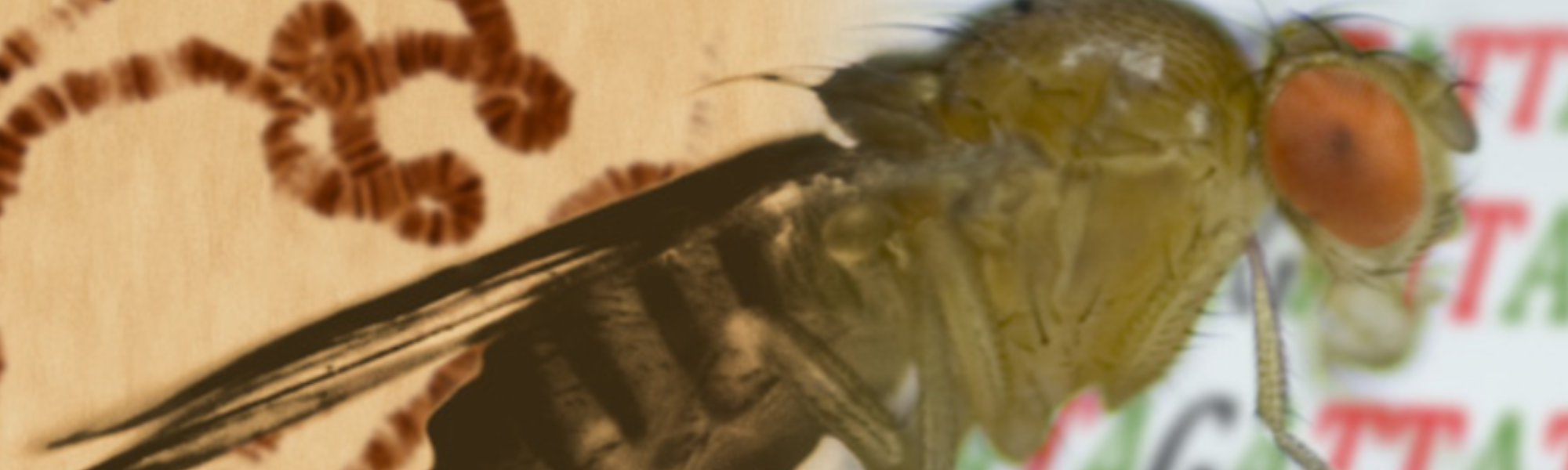 NEUER TERMIN – Hybridvortrag: „Bioinformatik in der Evolutionsbiologie – und Evolution der Bioinformatik“