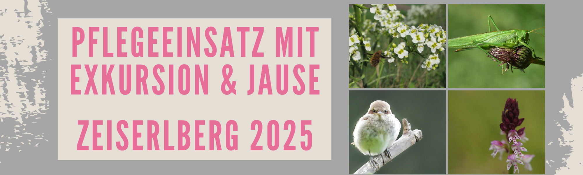 Pflegeeinsatz mit Exkursion und Jause am Zeiserlberg (NÖ)