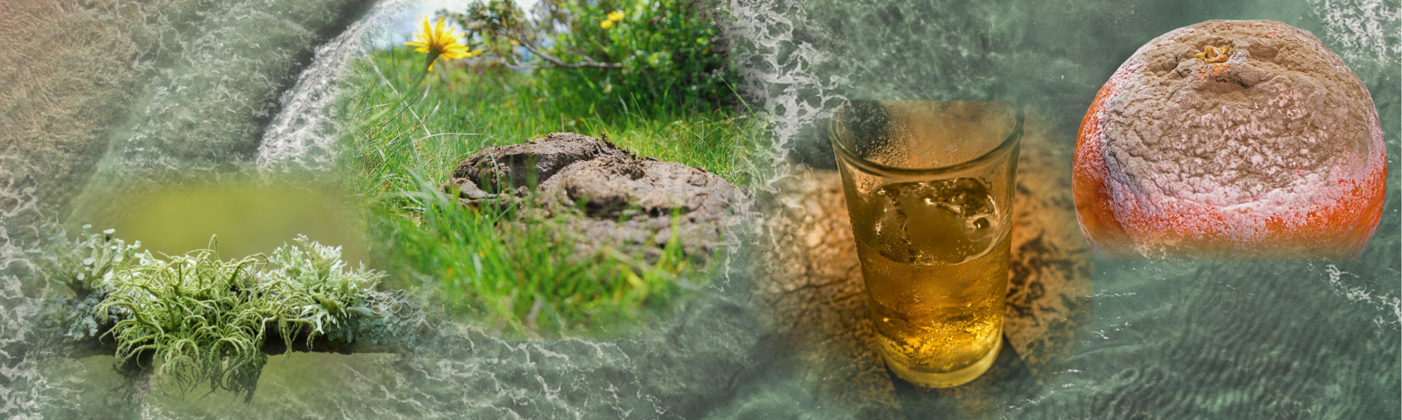 Thementag „Pilze: Leben in Bier, Mist und Meer/mehr“