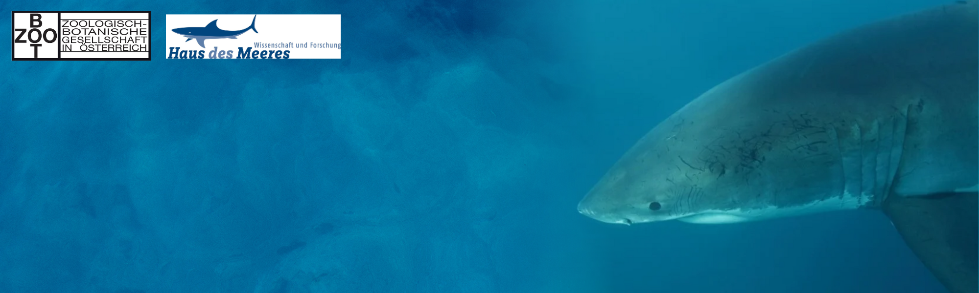 Great White Sharks of South Australia (Vortrag im Haus des Meeres)