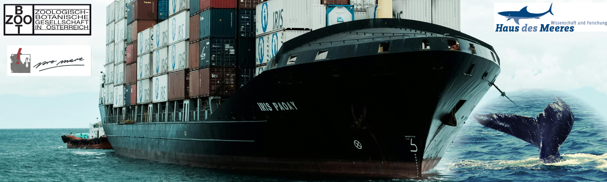 Tatort Mittelmeer – Wale und die Schifffahrt auf Kollisionskurs (Vortrag im Haus des Meeres)
