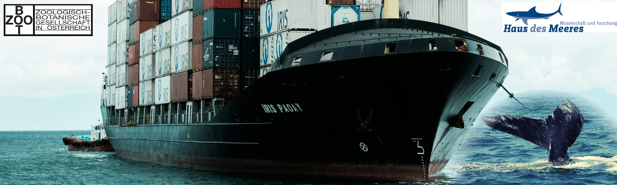 Tatort Mittelmeer – Wale und die Schifffahrt auf Kollisionskurs (Vortrag im Haus des Meeres)