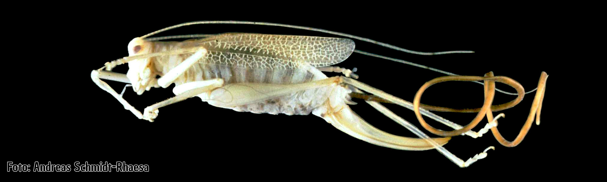 Hybrid-Vortrag: Saitenwürmer (Nematomorpha): ihr Lebenszyklus, Ökologie und Evolution