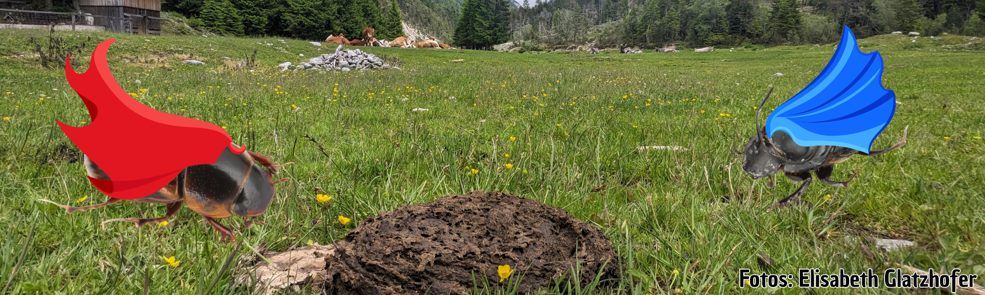 Hybrid-Vortrag: AchDung Superkräfte! Wie Dungkäfer Weideökosysteme am Laufen halten und warum ihre „Drecksarbeit“ mehr Aufmerksamkeit verdient