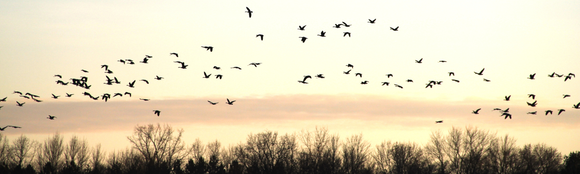 Wiener ZooBot-Stammtisch