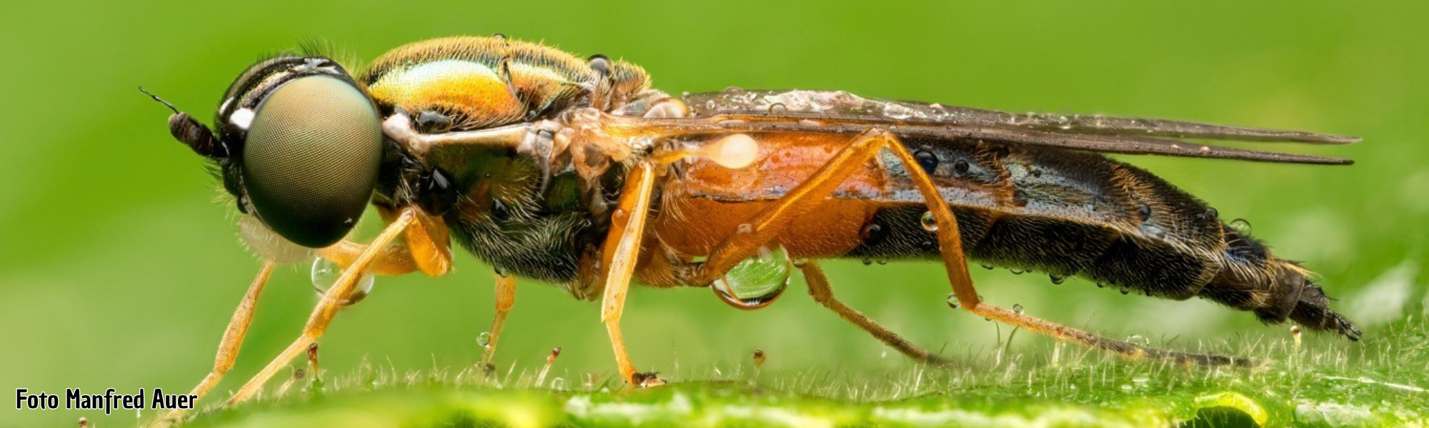 Hybrid-Vortrag: Auf den Spuren der Waffenfliegen (Stratiomyidae) – wo man sie findet und wie man sie erkennt Waffenfliegen