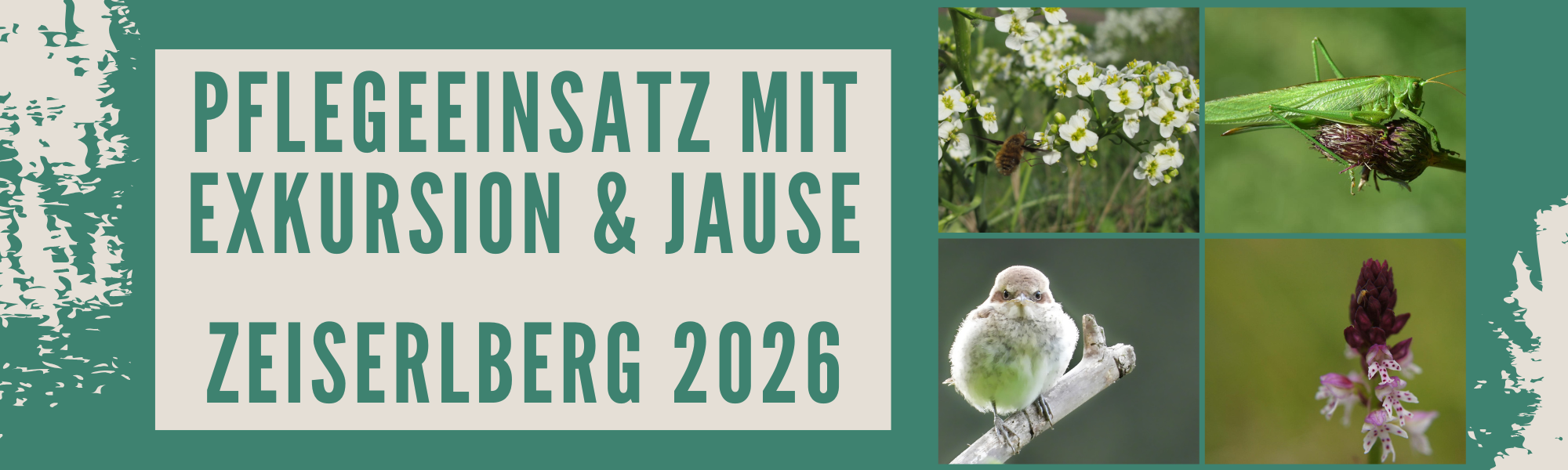 Pflegeeinsatz mit Exkursion und Jause am Zeiserlberg (NÖ)