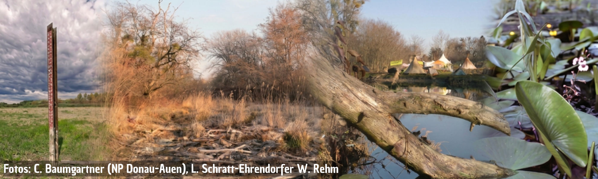 Hybrid-Vortragsreihe: Ist die Lobau noch zu retten? Ein Nationalpark im Spannungsfeld von Stadtentwicklung, Trinkwasserversorgung und Umweltschutz