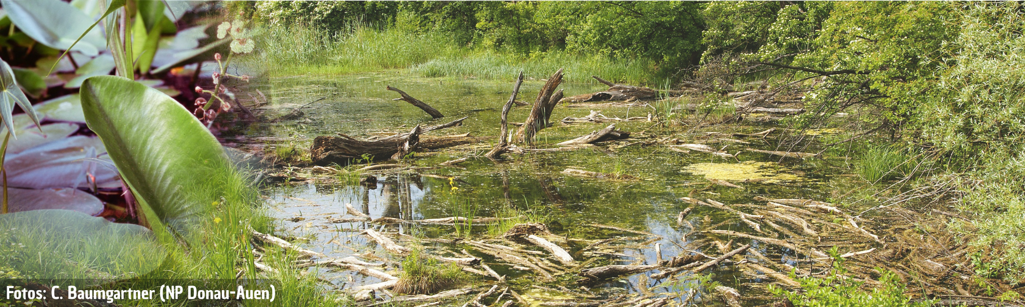 Hybrid-Vortrag: Die Lobau muss an den Tropf – Dotationsprojekte in der Lobau, ihre Möglichkeiten und Grenzen