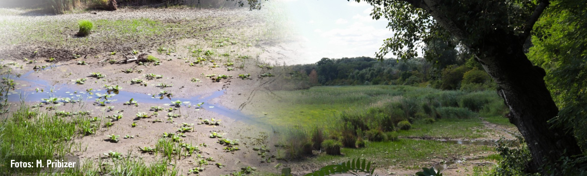 Hybrid-Vortrag: Wem gehört das Wasser? Die Lobau aus interdisziplinärer Perspektive